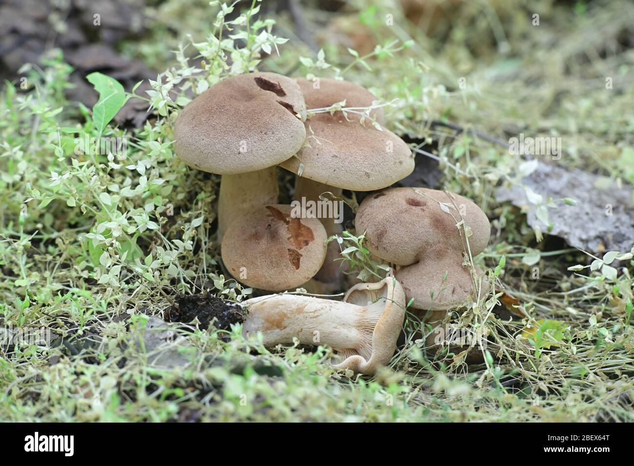 Lactarius mammosus, an edible  milk-cap growing wild in Finland Stock Photo