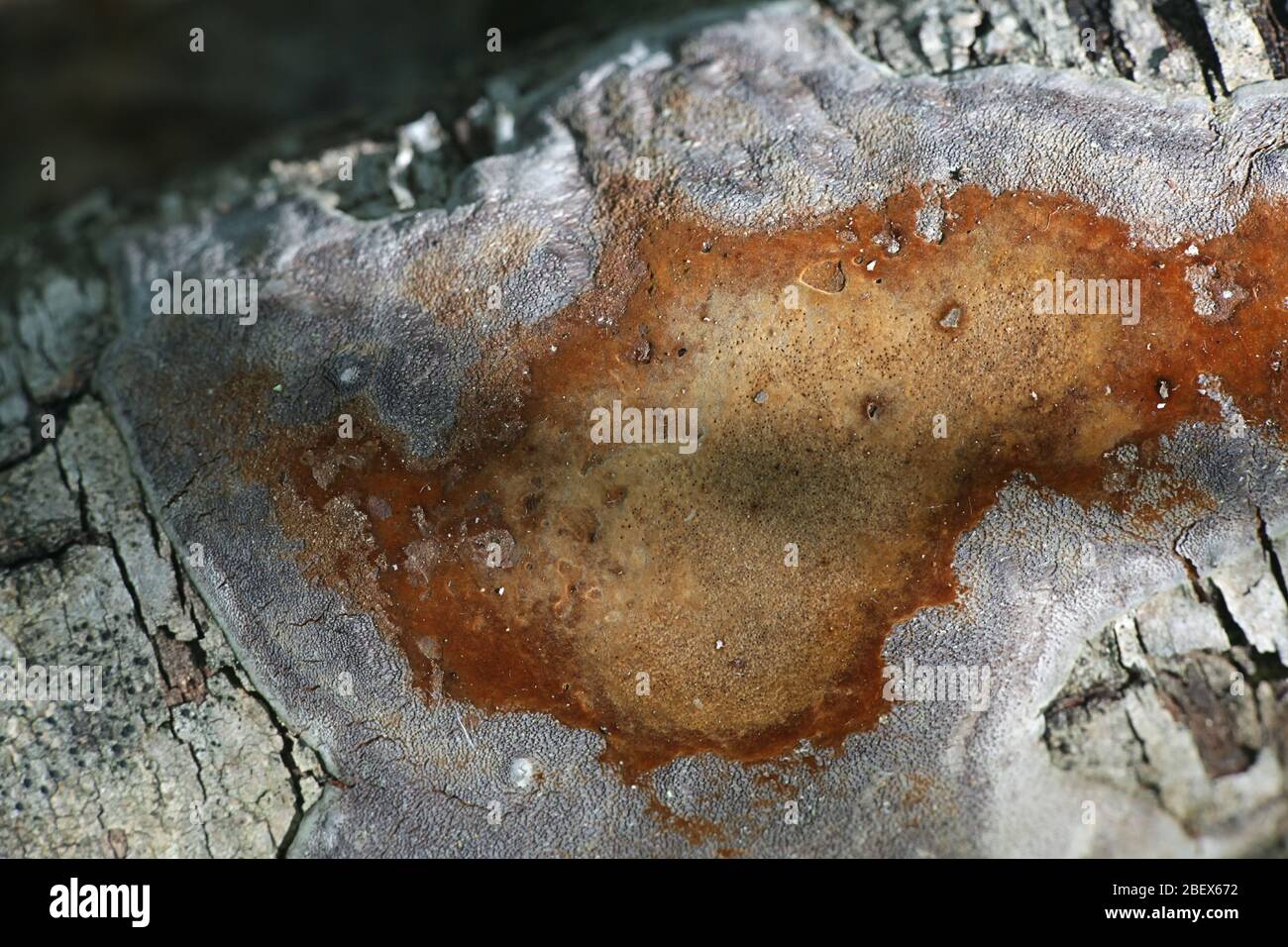 Elbowpatch crust fungus hires stock photography and images Alamy