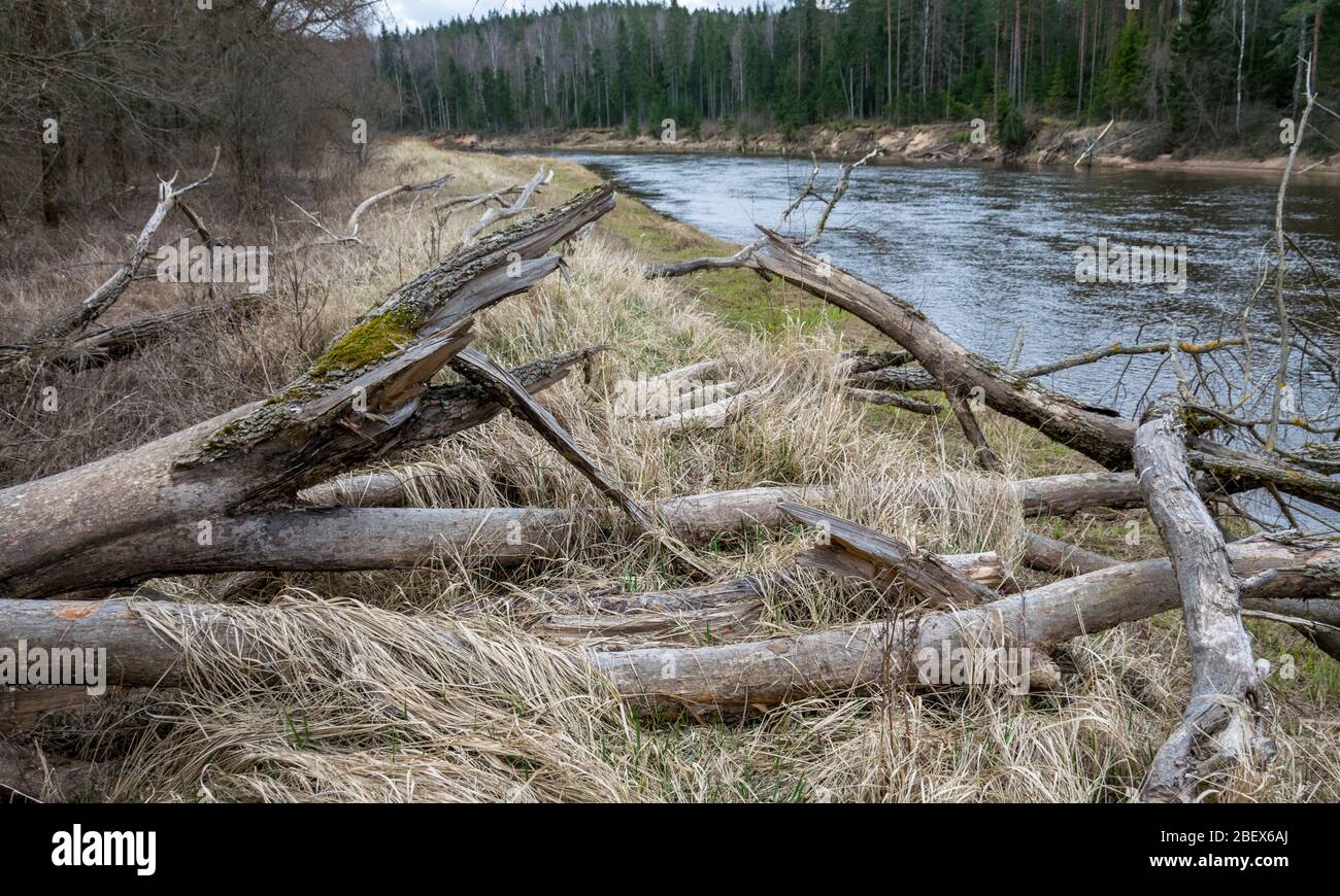 view of the river in early spring day, withered branches and old dry grass cover the river banks Stock Photo