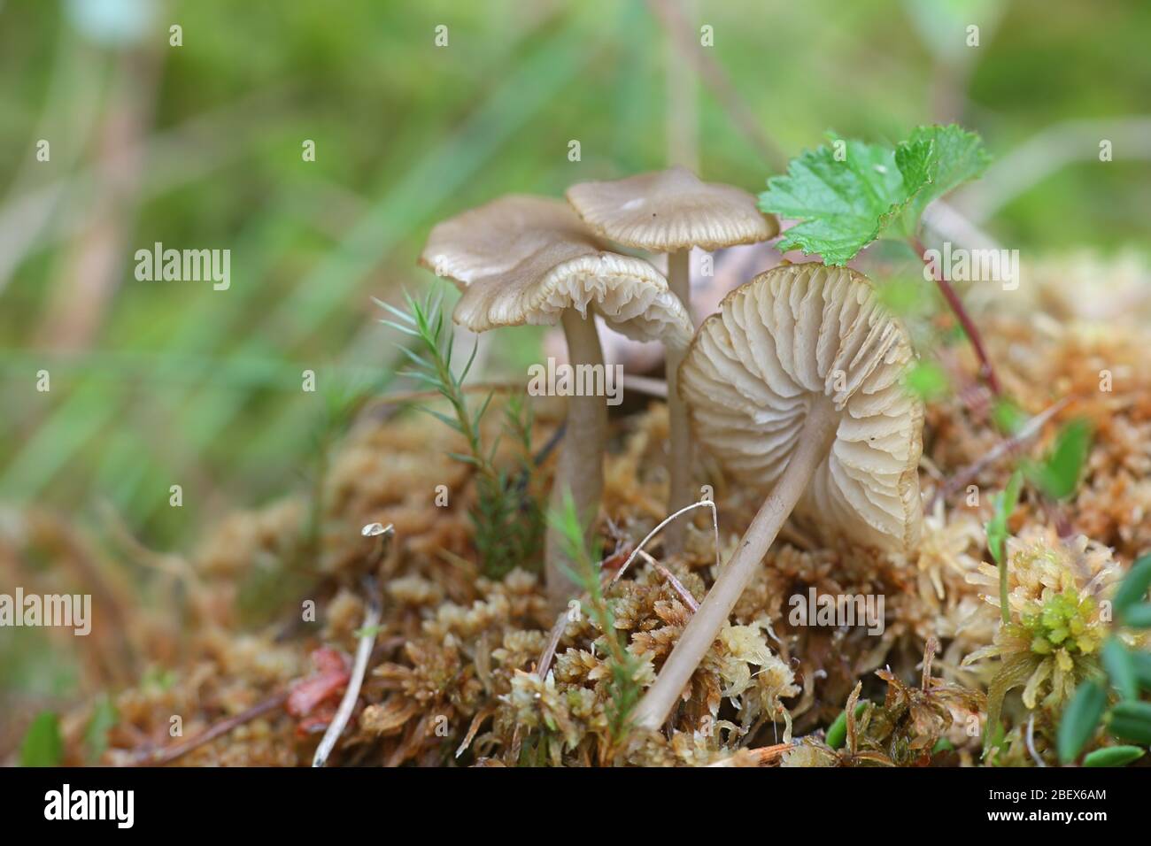 Sphagnurus paluster, commonly called the Sphagnum Greyling, parasitic on peat moss Stock Photo
