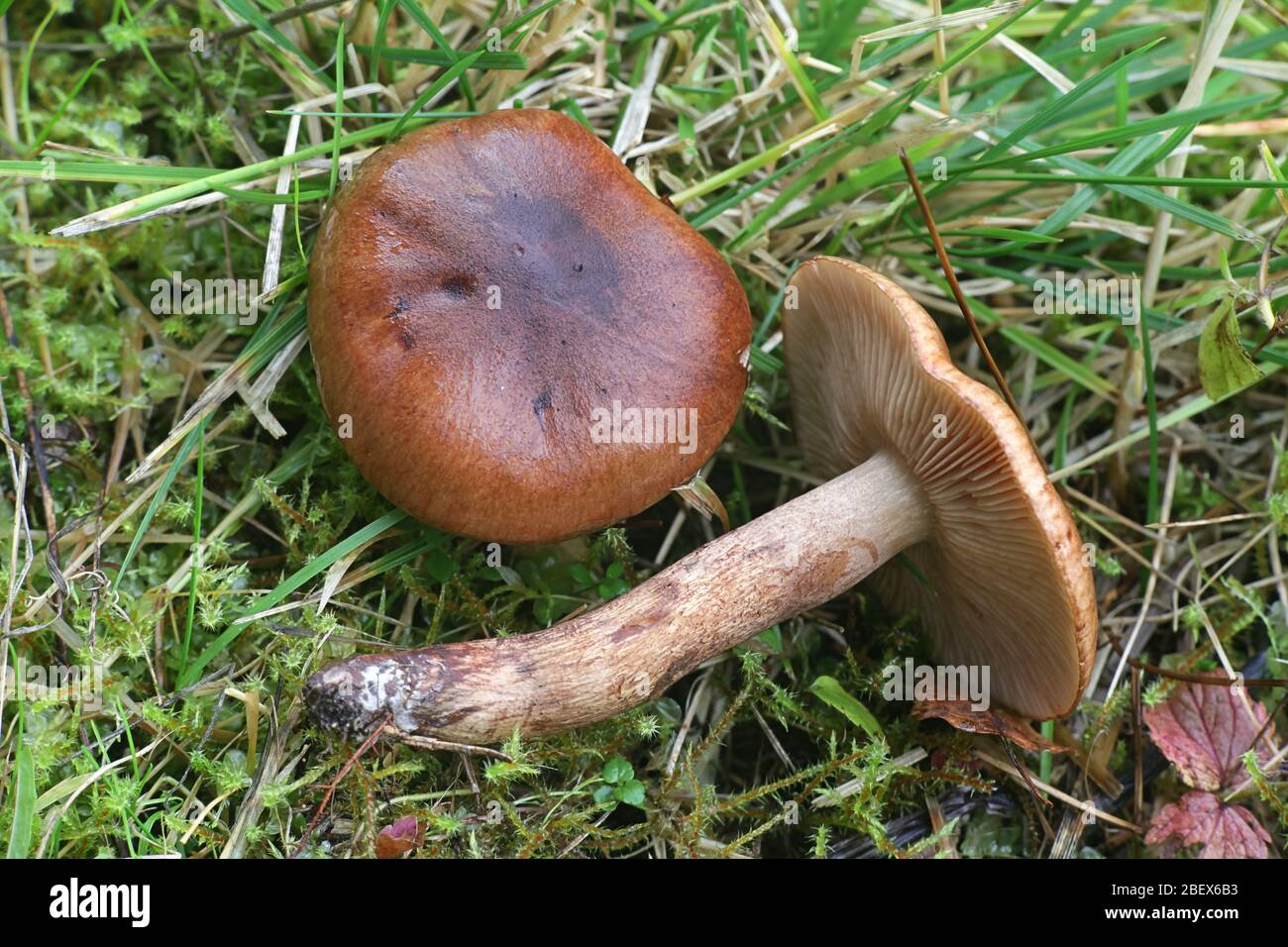 Tricholoma albobrunneum, a knight mushroom from Finland with no common english name Stock Photo