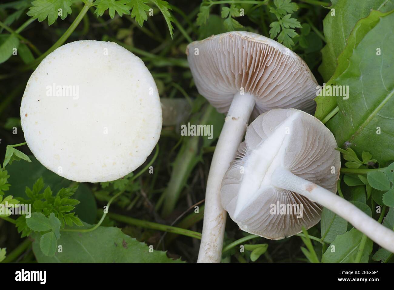 Agrocybe dura, known as the Bearded Fieldcap, growing wild in Finland Stock Photo