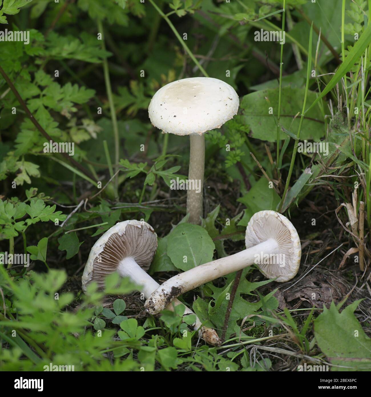 Agrocybe dura, known as the Bearded Fieldcap, growing wild in Finland Stock Photo