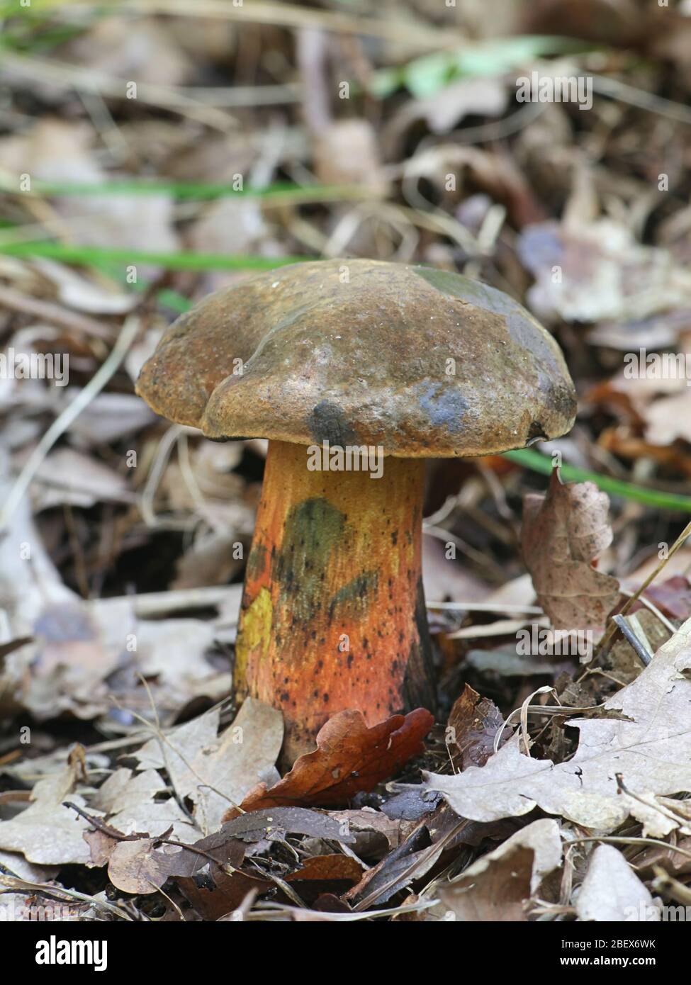 Neoboletus luridiformis, or Boletus luridiformis, known as the scarletina bolete, wild mushroom from Finland Stock Photo