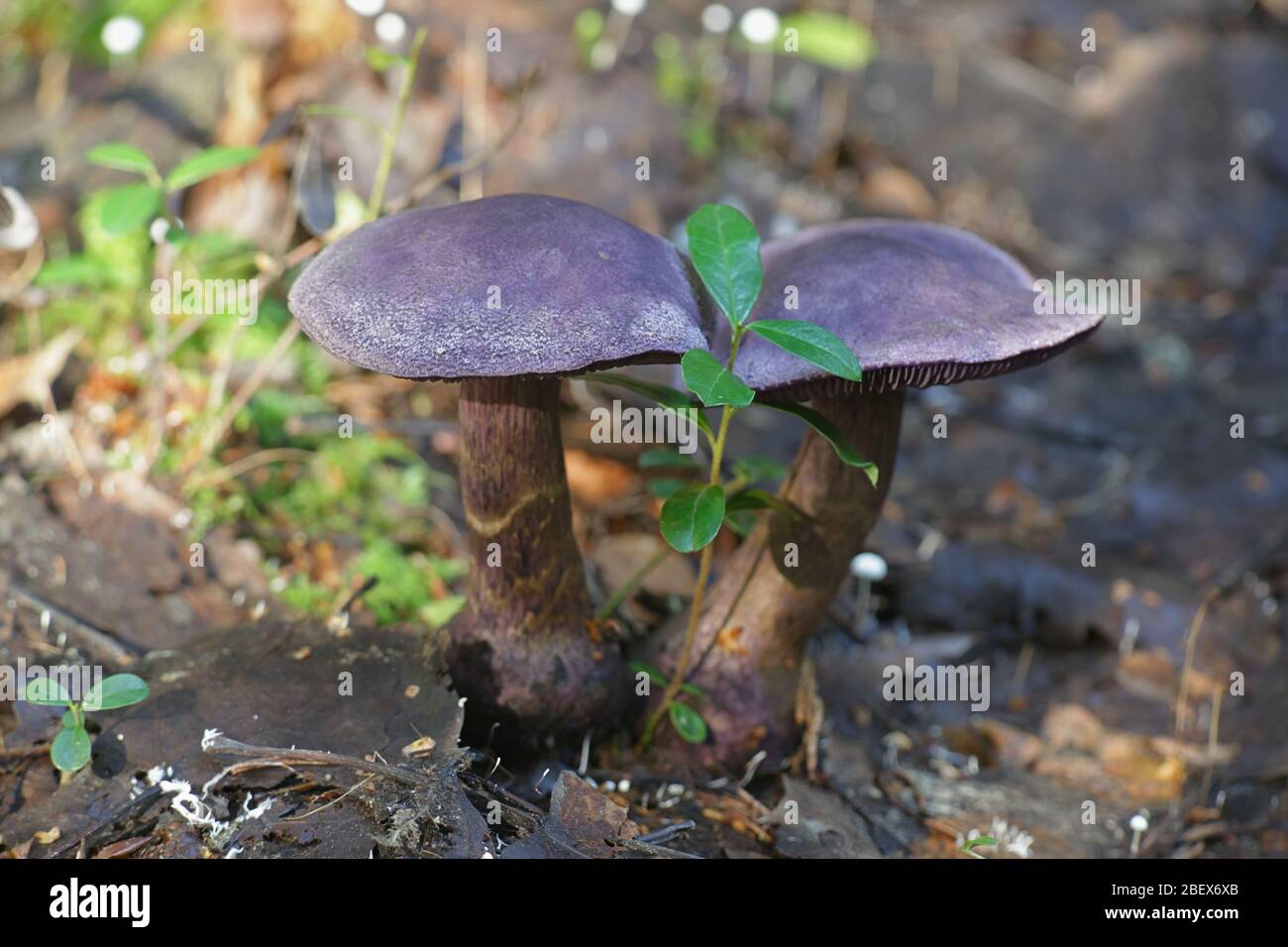 Cortinarius violaceus, known as the violet webcap or violet cort, wild mushroon from Finland Stock Photo