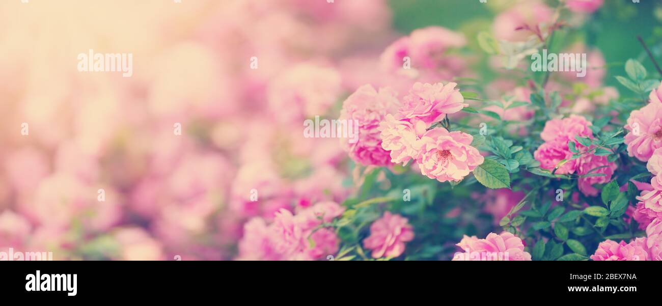 Rose flowers blooming outdoors with spring blossom Stock Photo
