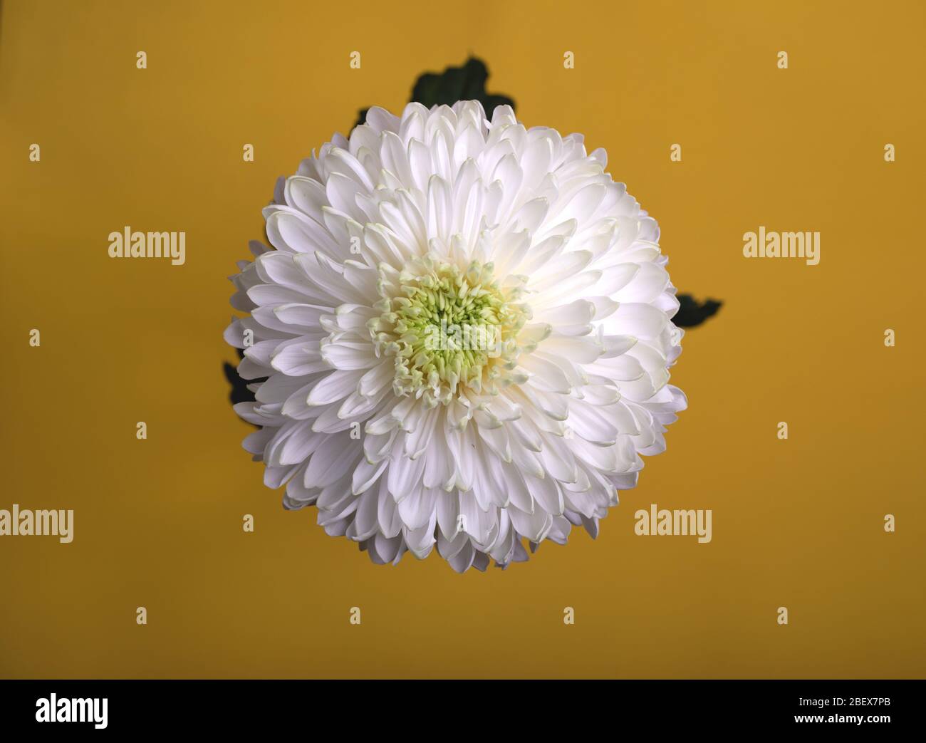 Chrysanthemum closeup view hi-res stock photography and images - Alamy