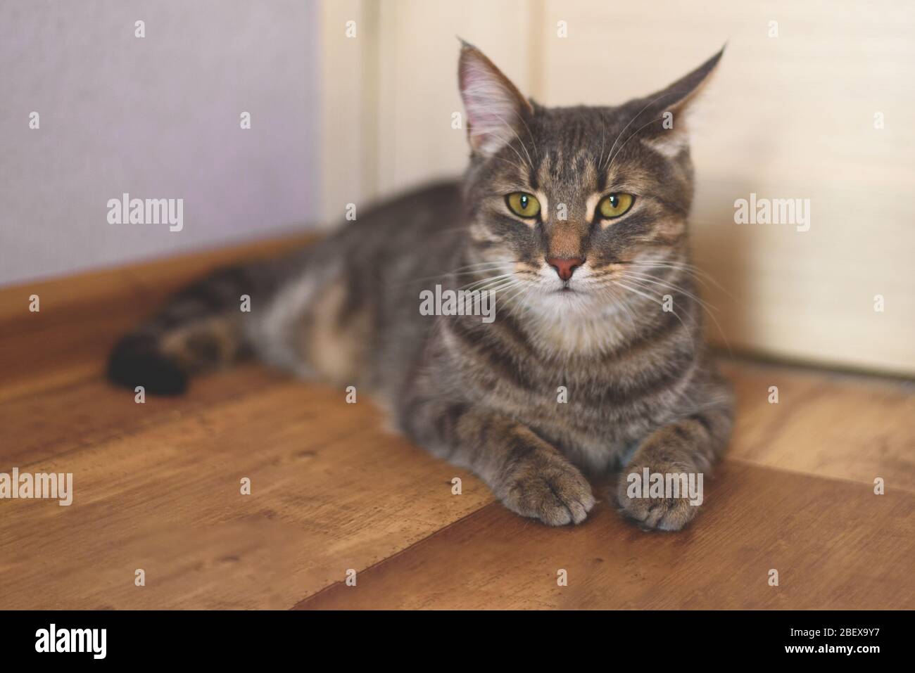 A serious grey tabby cat laying on the wooden floor Stock Photo - Alamy