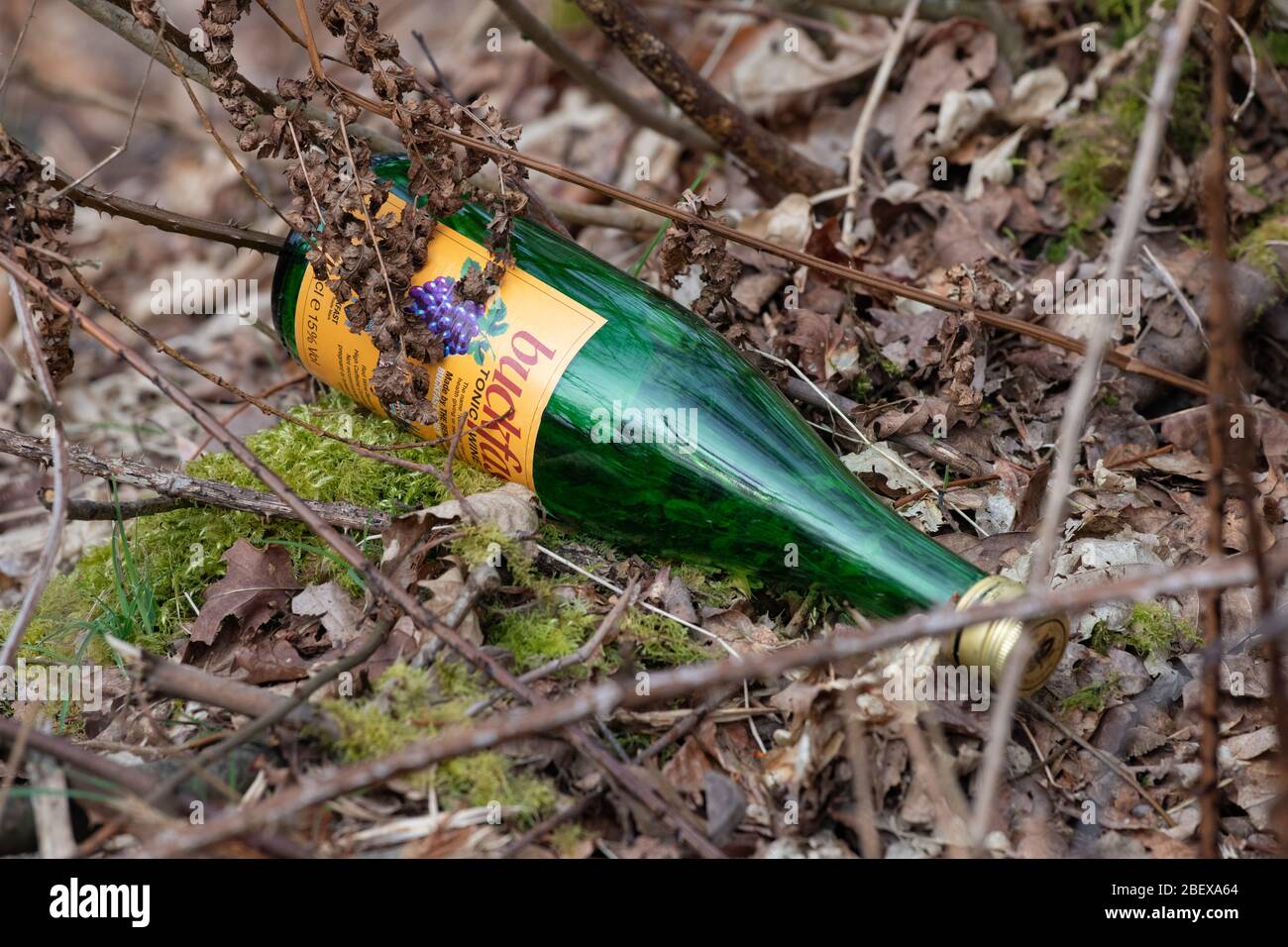 buckfast tonic wine - empty bottle thrown in rural hedge bottom - Scotland, UK Stock Photo