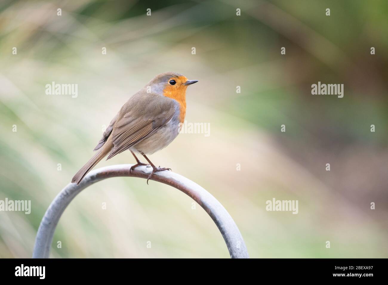 Robin - erithacus rubecula - perching on old metal watering can handle - UK Stock Photo