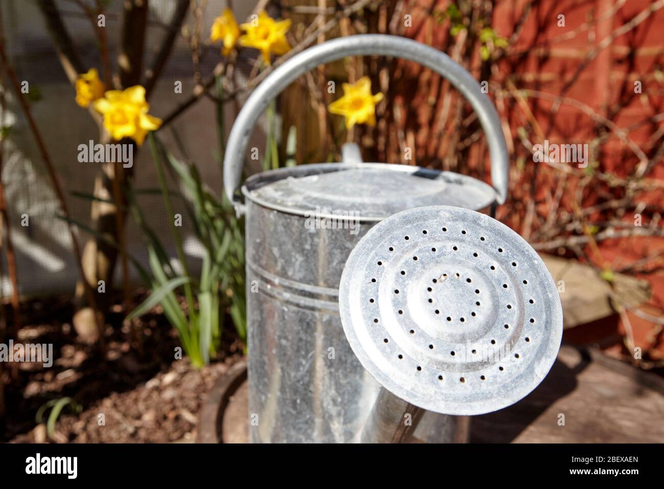 rose on an old fashioned style metal watering can in a garden Newtownabbey Northern Ireland UK Stock Photo