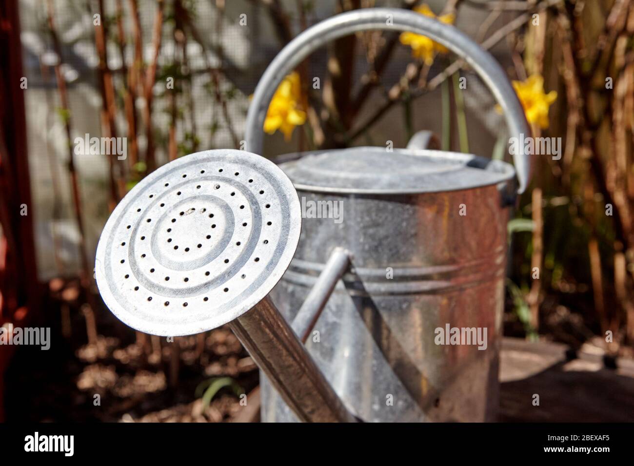 rose on an old fashioned style metal watering can in a garden Newtownabbey Northern Ireland UK Stock Photo