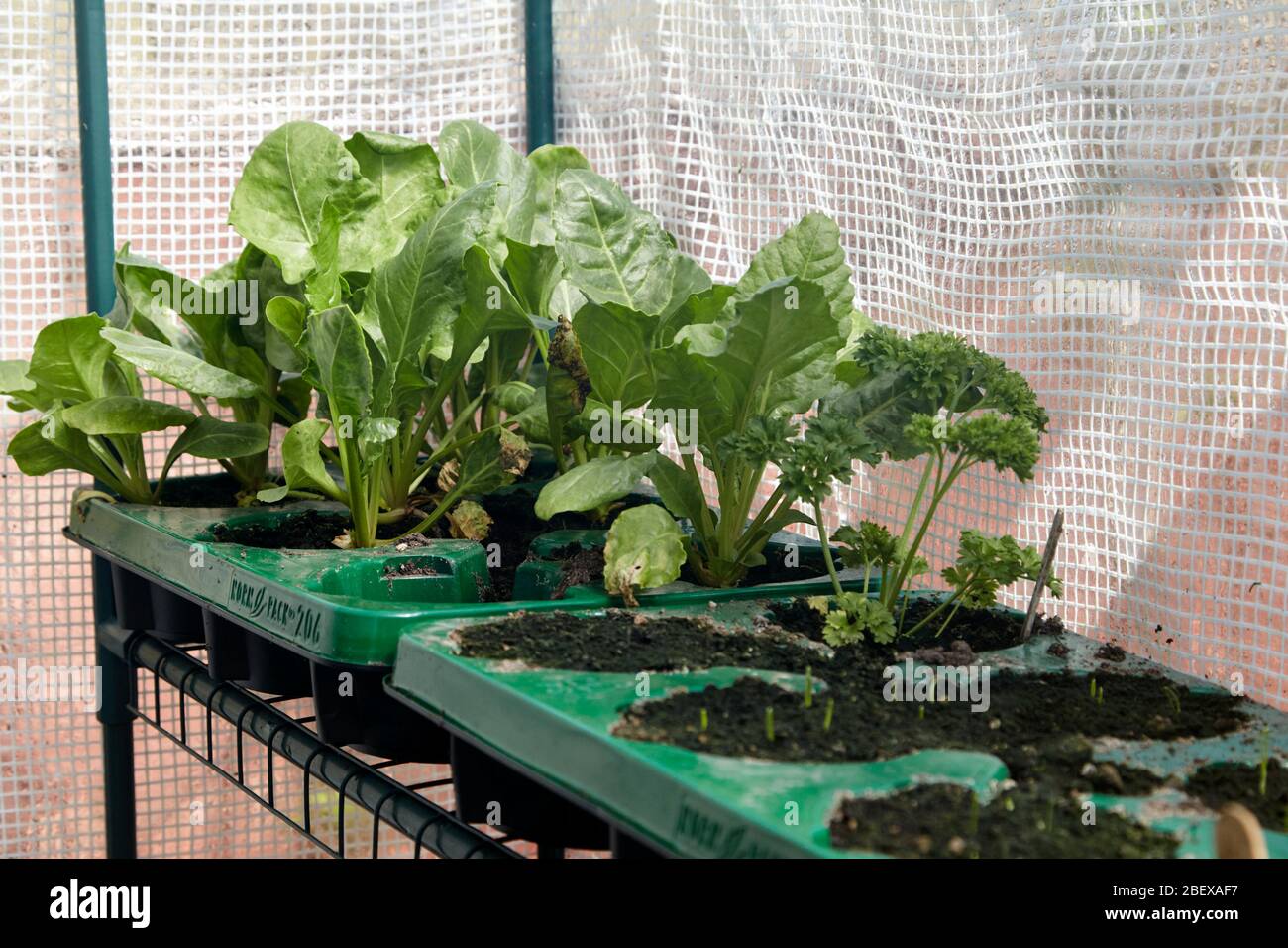 growing spinach and other vegetables in cheap small greenhouse at home