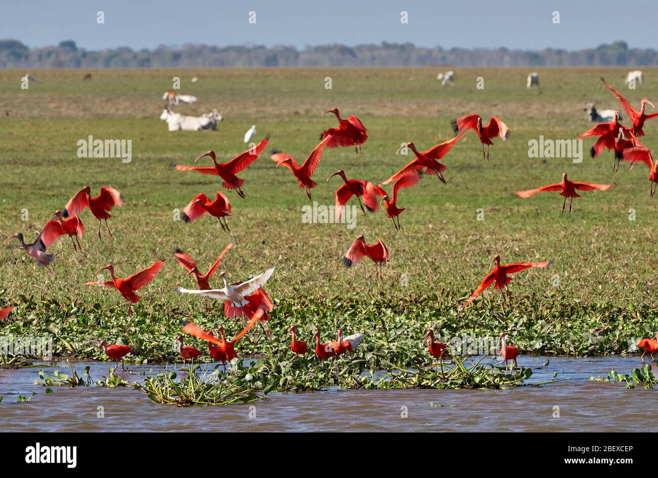 Colony of flying Scarlet Ibis, Eudocimus ruber, LOS LLANOS, Venezuela, South America, America Stock Photo