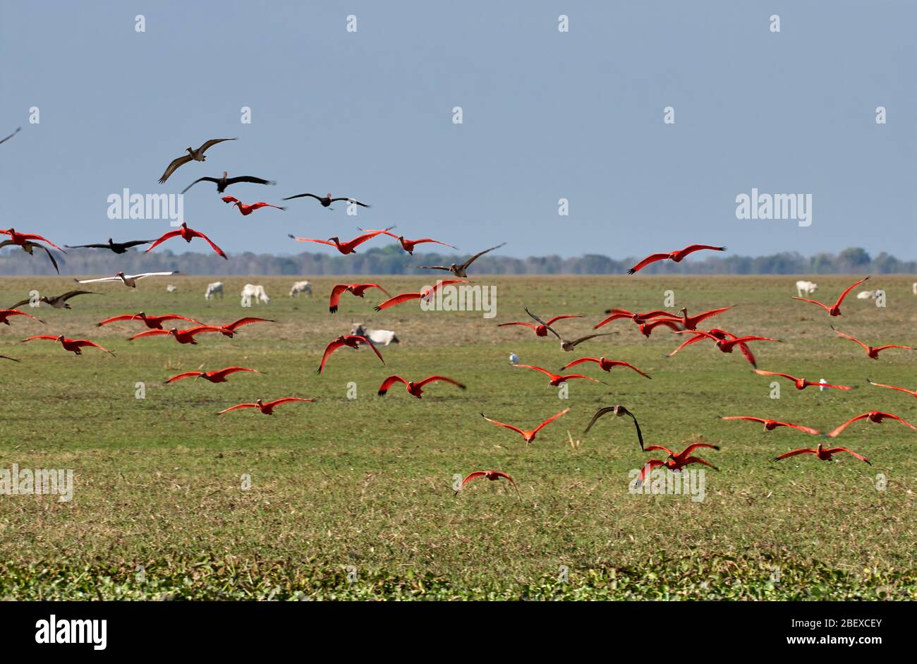 Colony of flying Scarlet Ibis, Eudocimus ruber, LOS LLANOS, Venezuela, South America, America Stock Photo