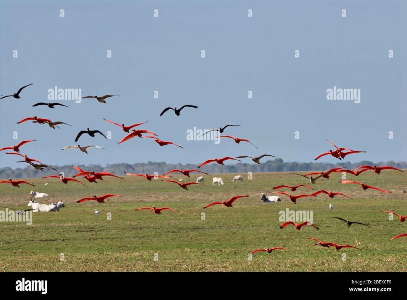 Colony of flying Scarlet Ibis, Eudocimus ruber, LOS LLANOS, Venezuela, South America, America Stock Photo