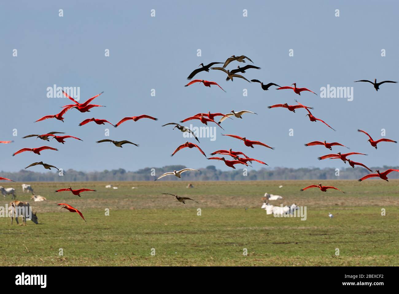 Colony of flying Scarlet Ibis, Eudocimus ruber, LOS LLANOS, Venezuela, South America, America Stock Photo