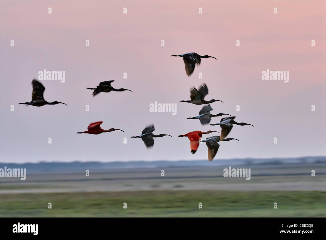 Colony of Scarlet Ibis flying in the sunset, Eudocimus ruber, LOS LLANOS, Venezuela, South America, America Stock Photo