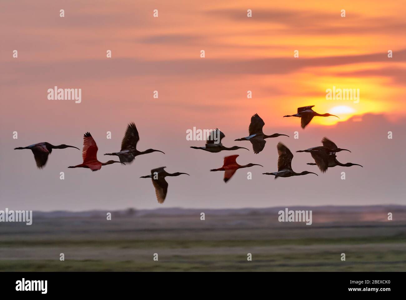 Colony of Scarlet Ibis flying in the sunset, Eudocimus ruber, LOS LLANOS, Venezuela, South America, America Stock Photo