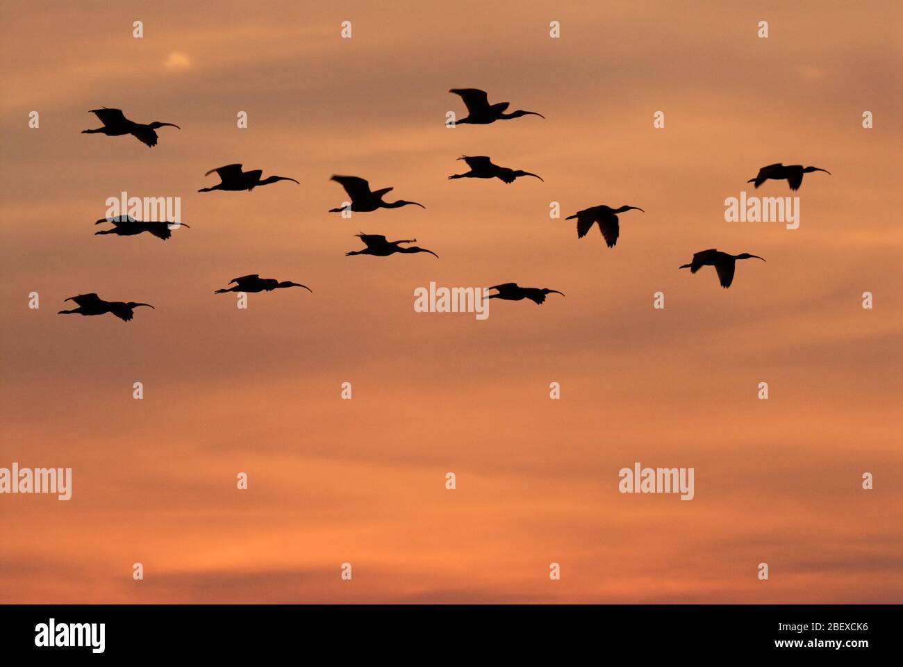 Colony of Scarlet Ibis flying in the sunset, Eudocimus ruber, LOS LLANOS, Venezuela, South America, America Stock Photo