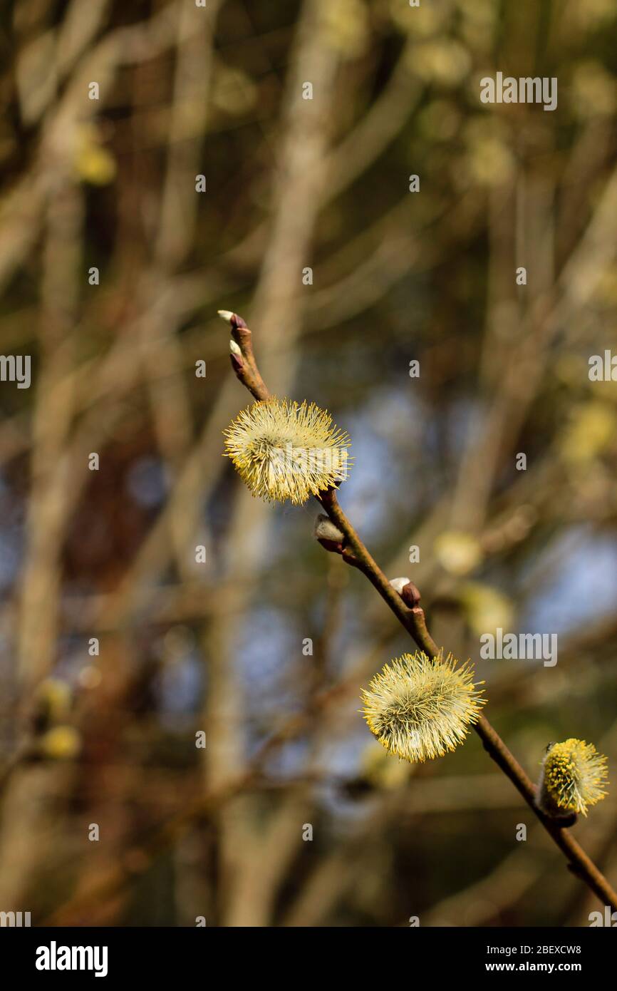 yellow willow branch at spring Stock Photo - Alamy
