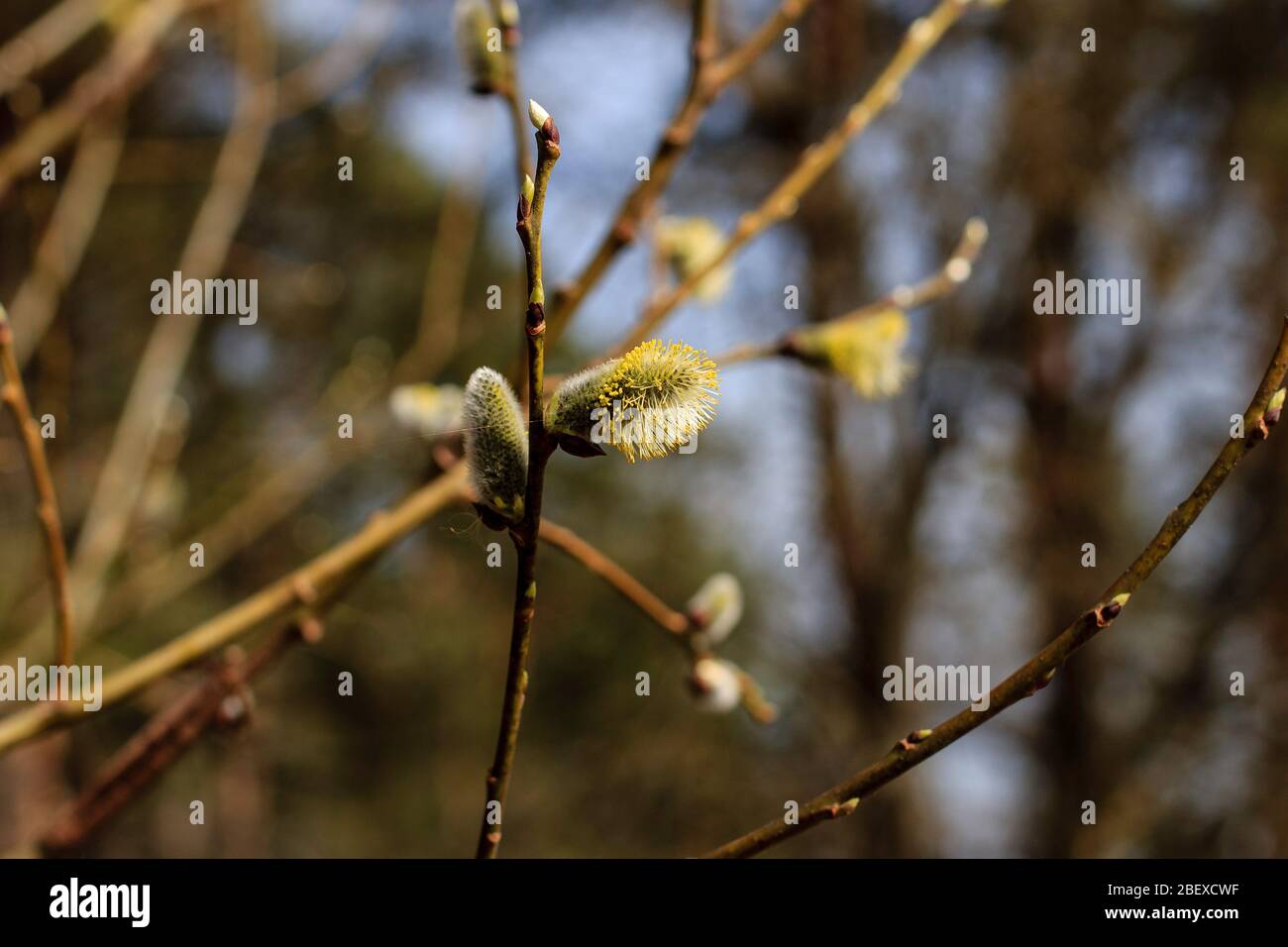 yellow willow branch at spring Stock Photo - Alamy