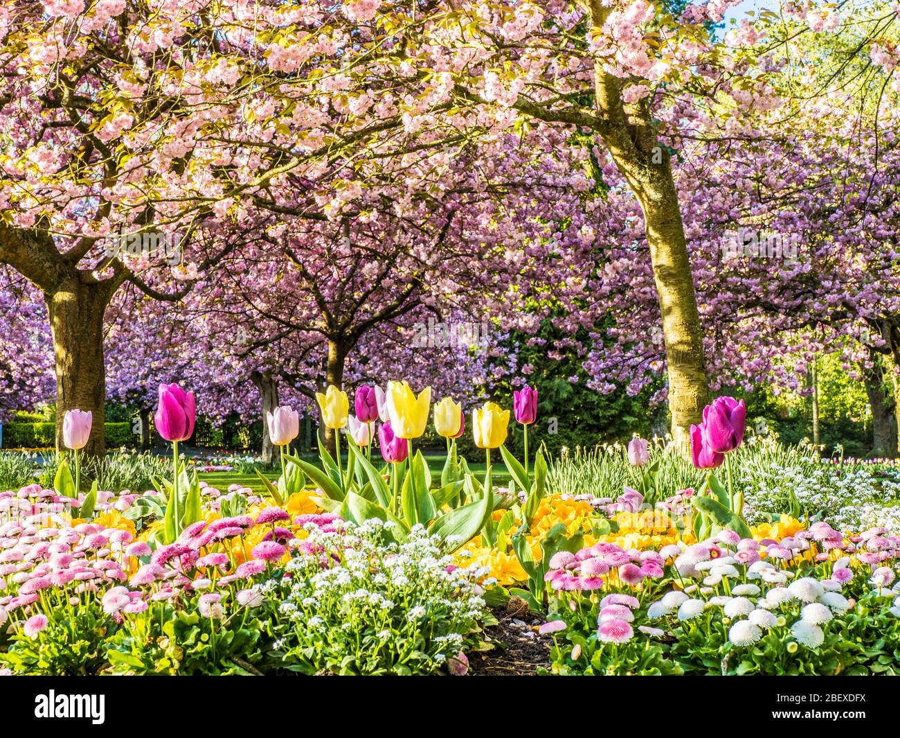 A bed of tulips, white alyssum and pink Bellis daisies with flowering pink cherry trees in the background in an urban public park in England. Stock Photo