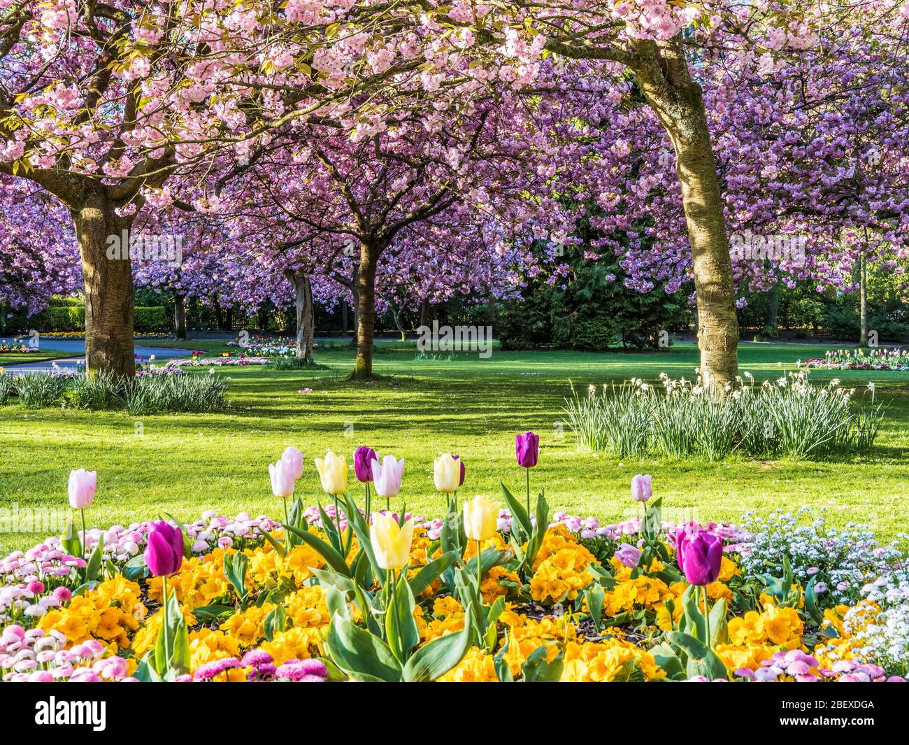 A bed of tulips, yellow primulas and pink Bellis daisies with flowering pink cherry trees in the background in an urban public park in England. Stock Photo
