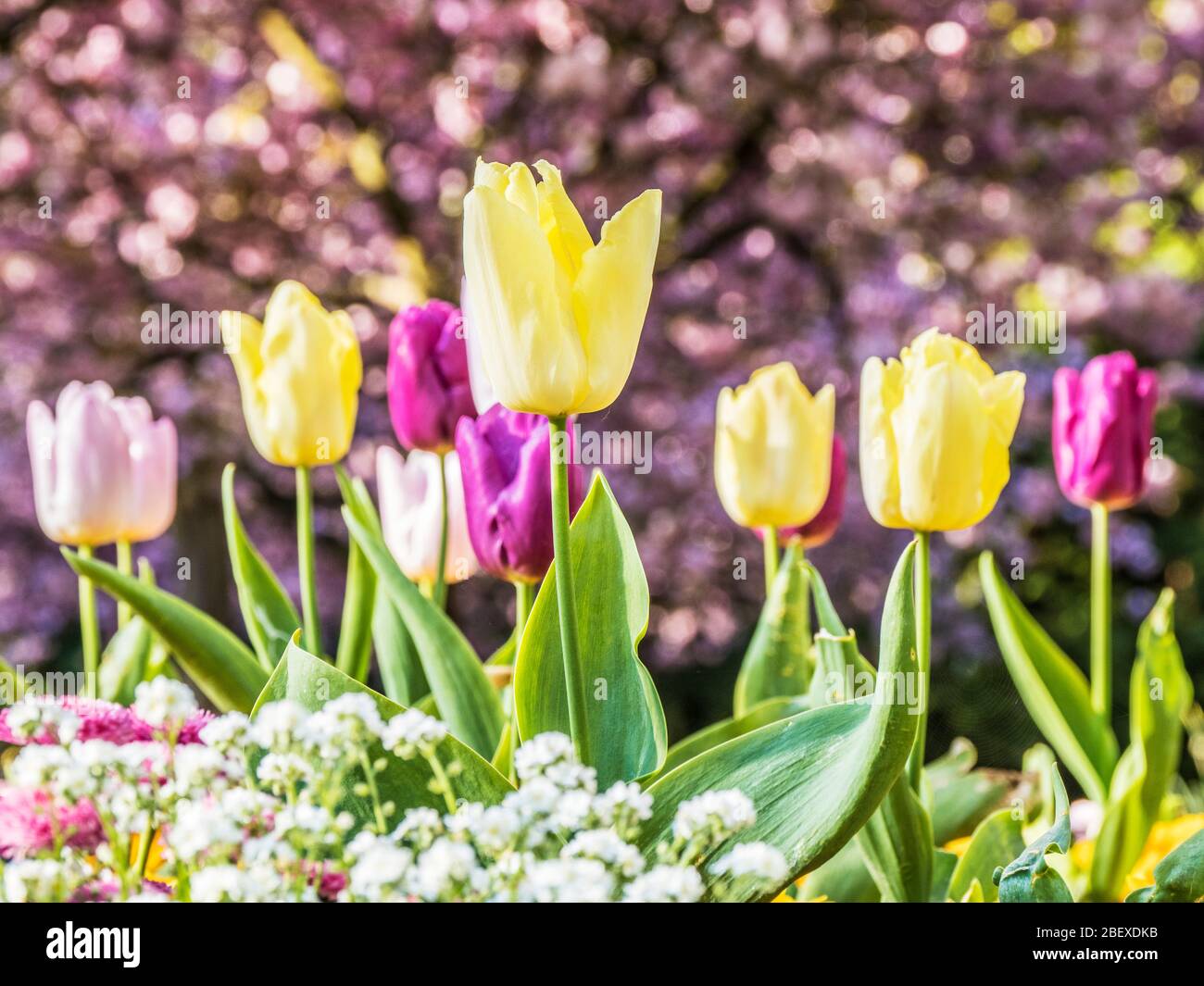 Yellow, pink and purple tulips in a bed of white alyssum against an out of focus background of pink cherry blossom. Stock Photo
