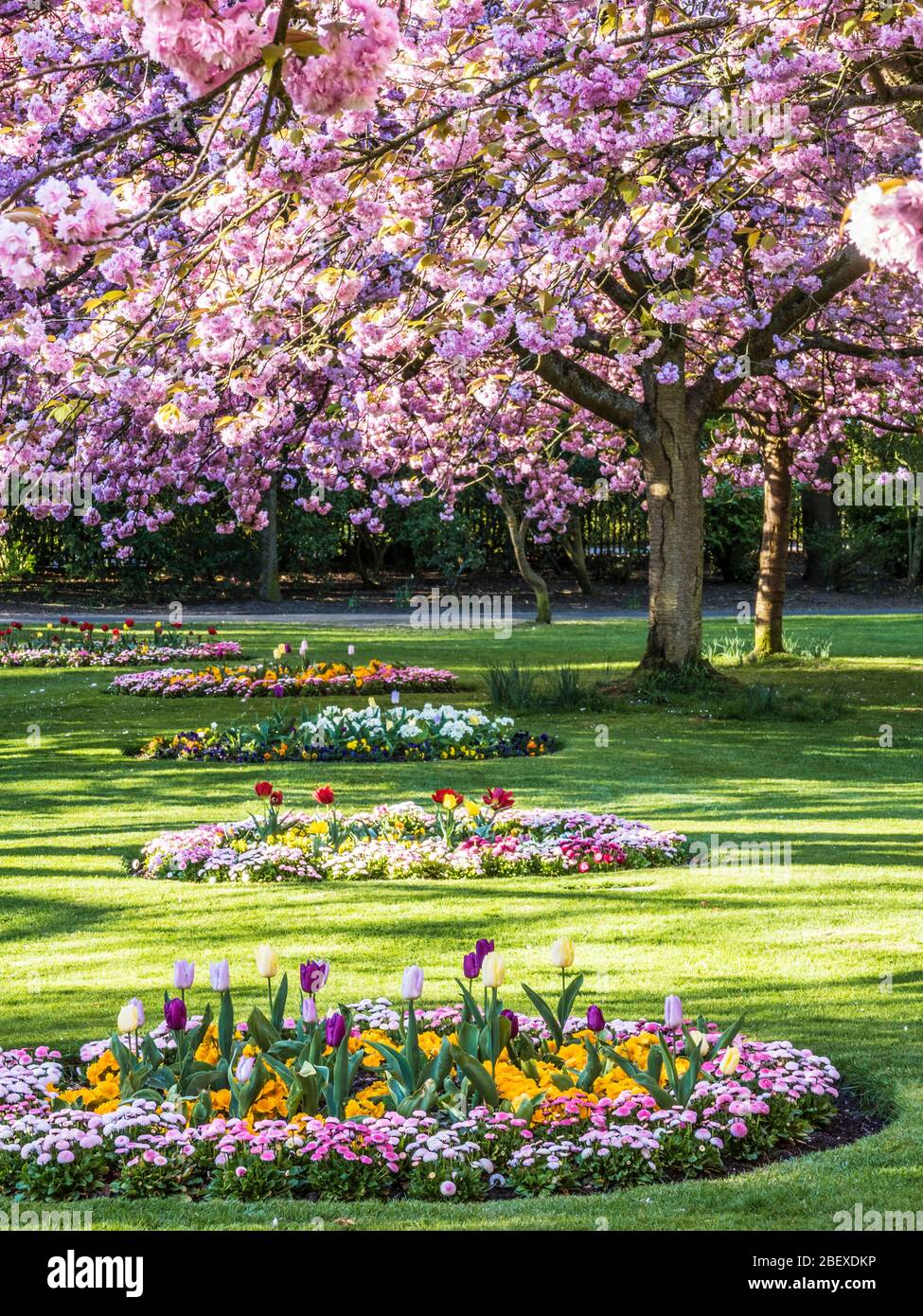 Flower beds and flowering pink cherry trees  in an urban public park in England. Stock Photo
