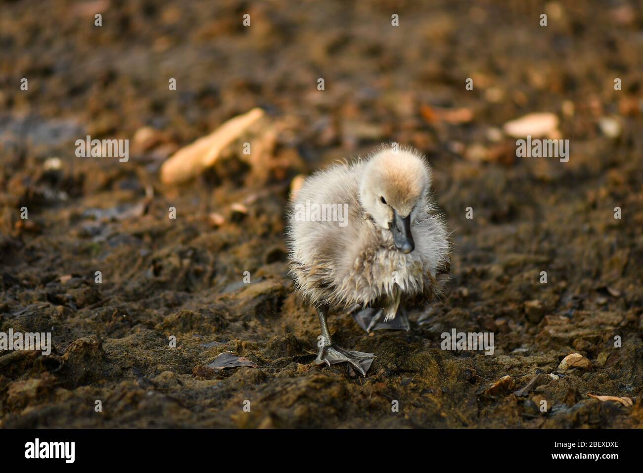 Vintage illustration of The Ugly Duckling Stock Photo - Alamy