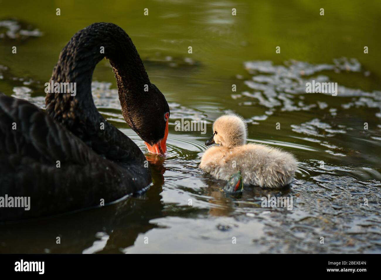 Black swan and ugly duckling Stock Photo Alamy