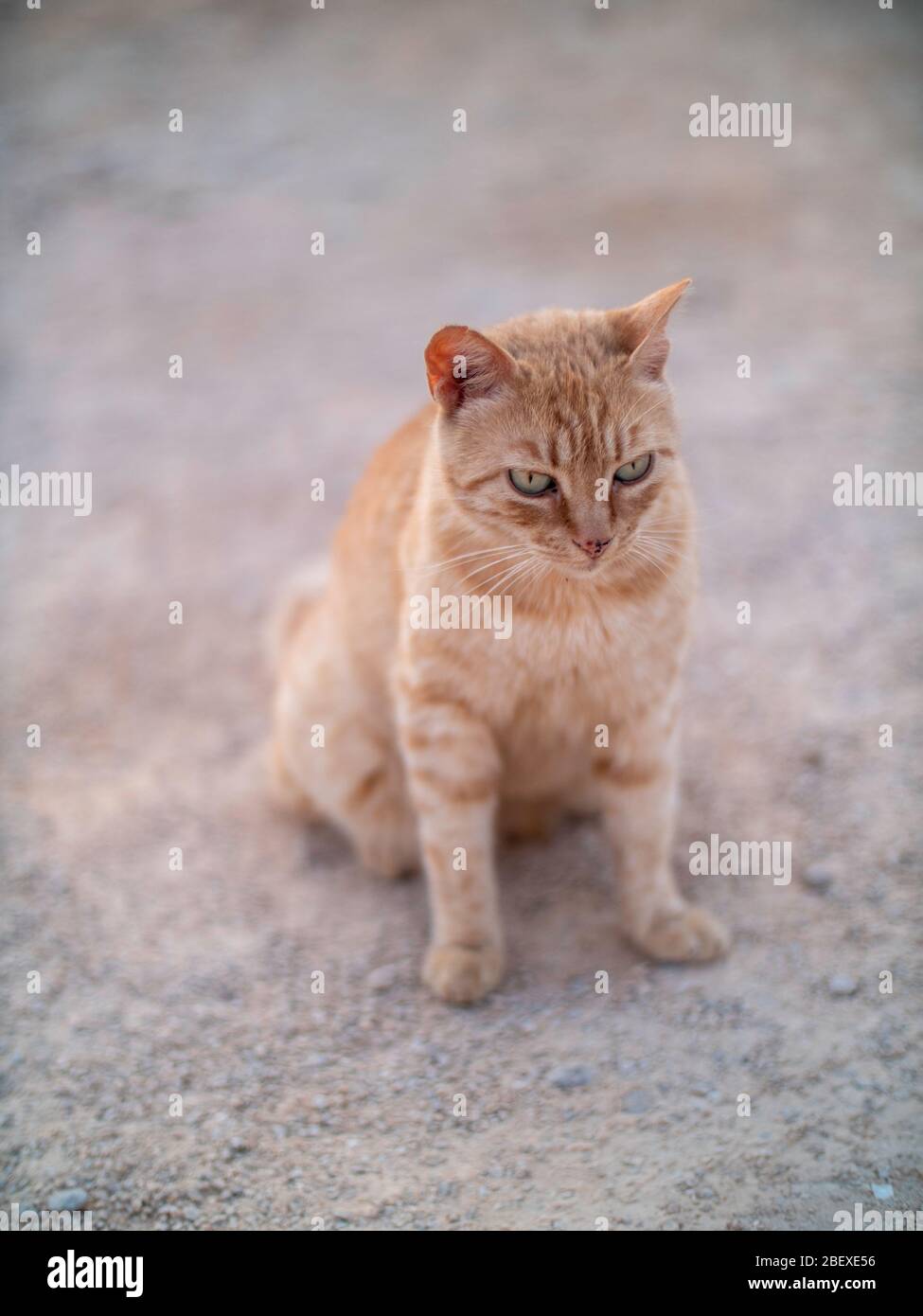 Small tabby street cat in the dust Stock Photo - Alamy