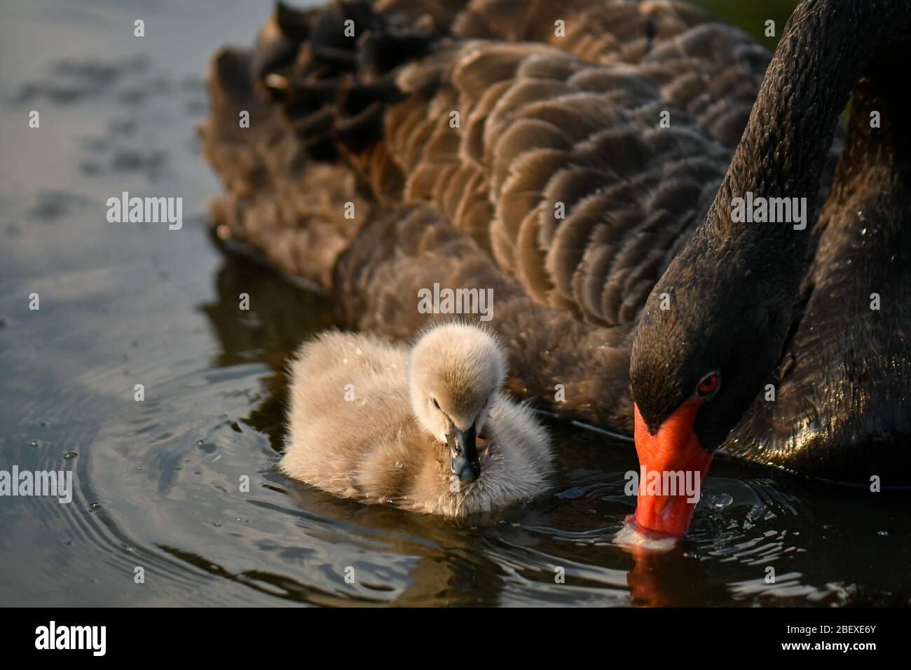 Black swan and ugly duckling Stock Photo Alamy