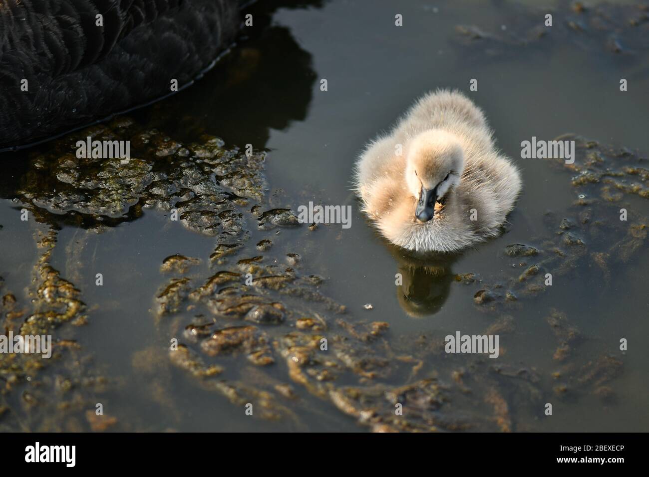 Black swan and ugly duckling Stock Photo Alamy