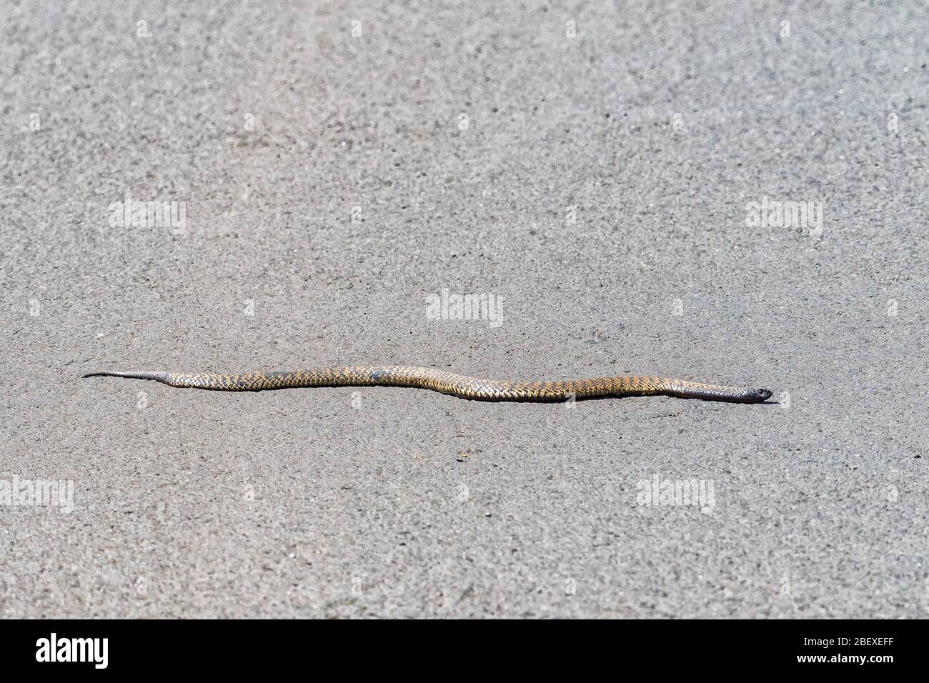 A Rinkhals, Hemachatus heamachatus, a venomous spitting cobra, slithering across a road in Golden Gate Stock Photo