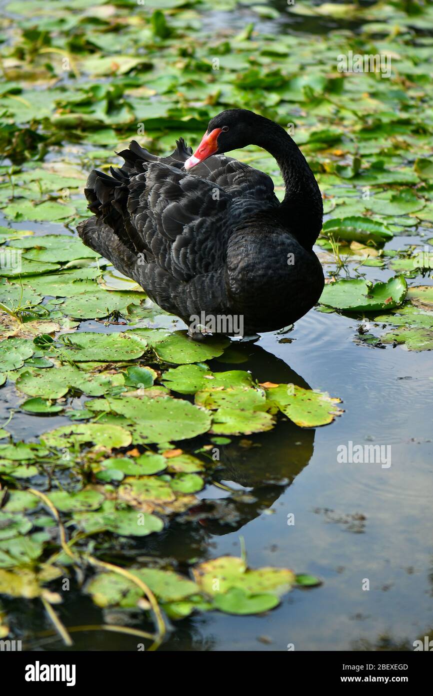 Black swan and ugly duckling Stock Photo Alamy
