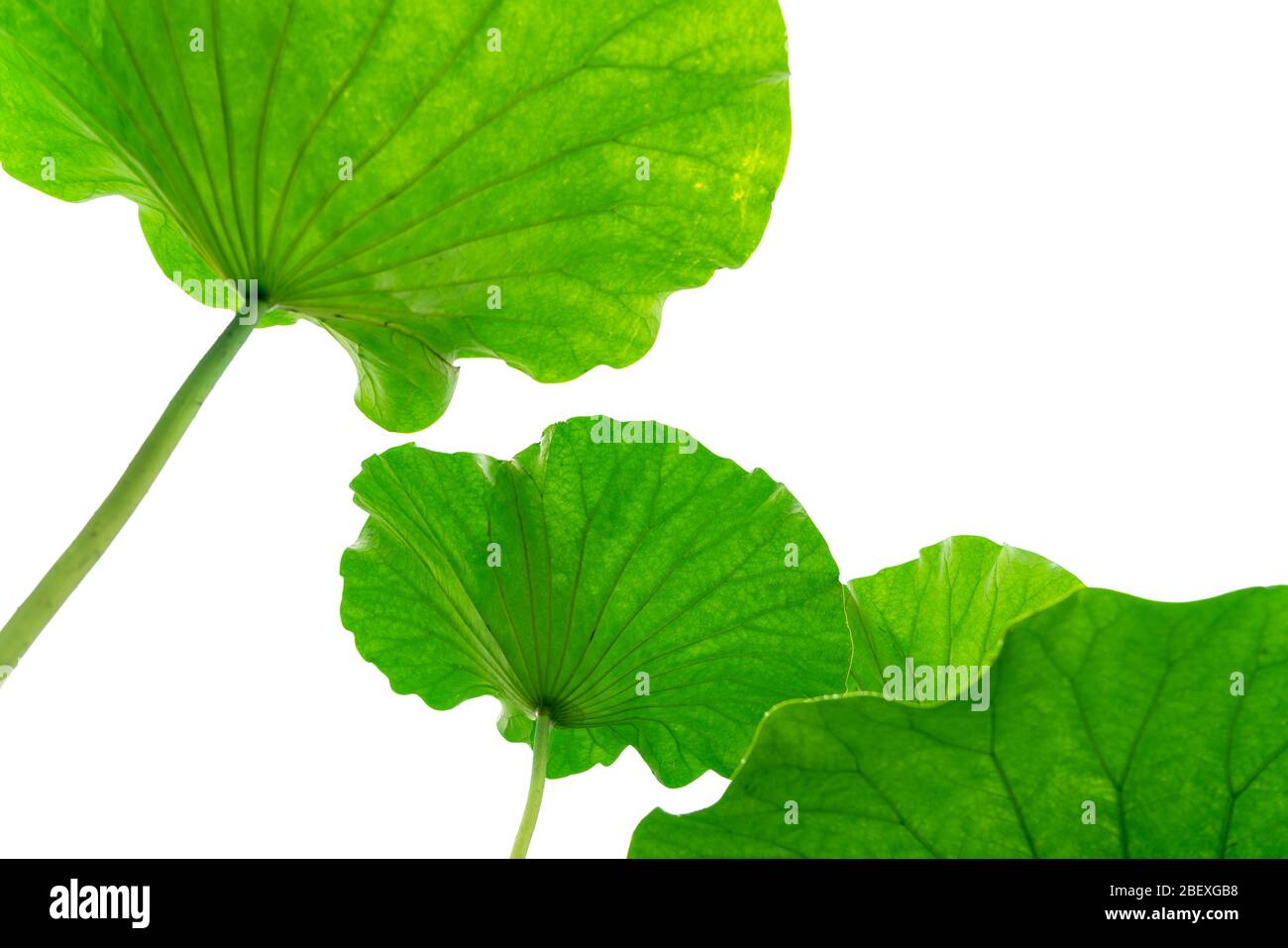 Lotus leaf isolated on white background Stock Photo
