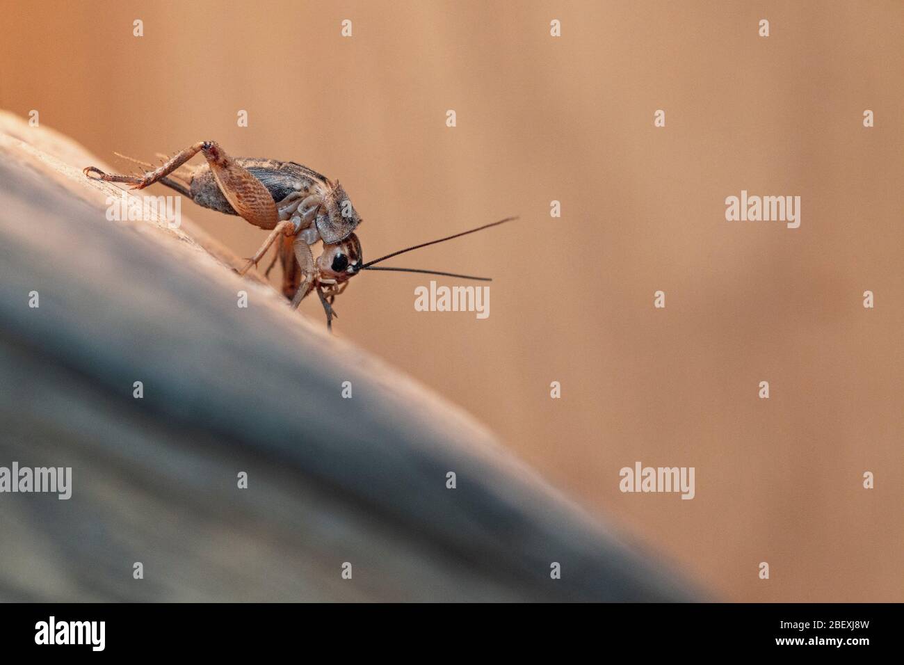 close up of a house cricket in a vivarium in the UK Stock Photo