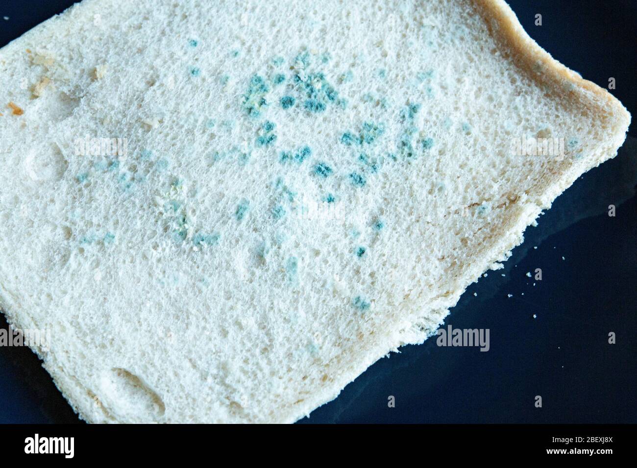 Slice of white bread with green mould growing on it. Stock Photo