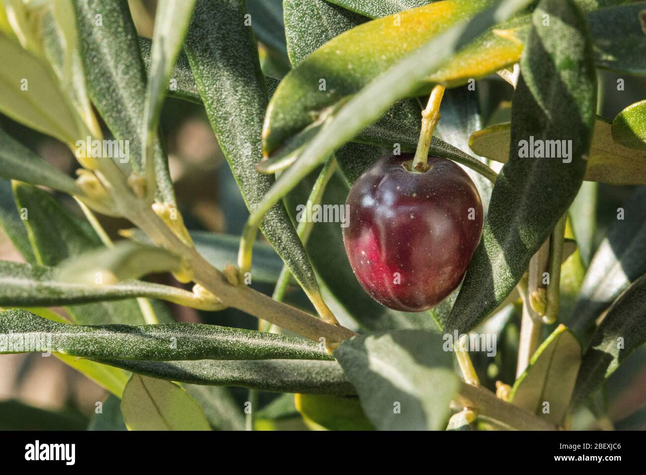 Single black olive growing on an olive tree in the south of England