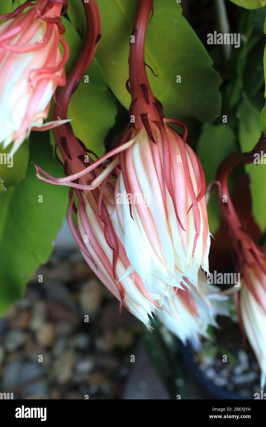 Epiphyllums High Resolution Stock Photography And Images Alamy