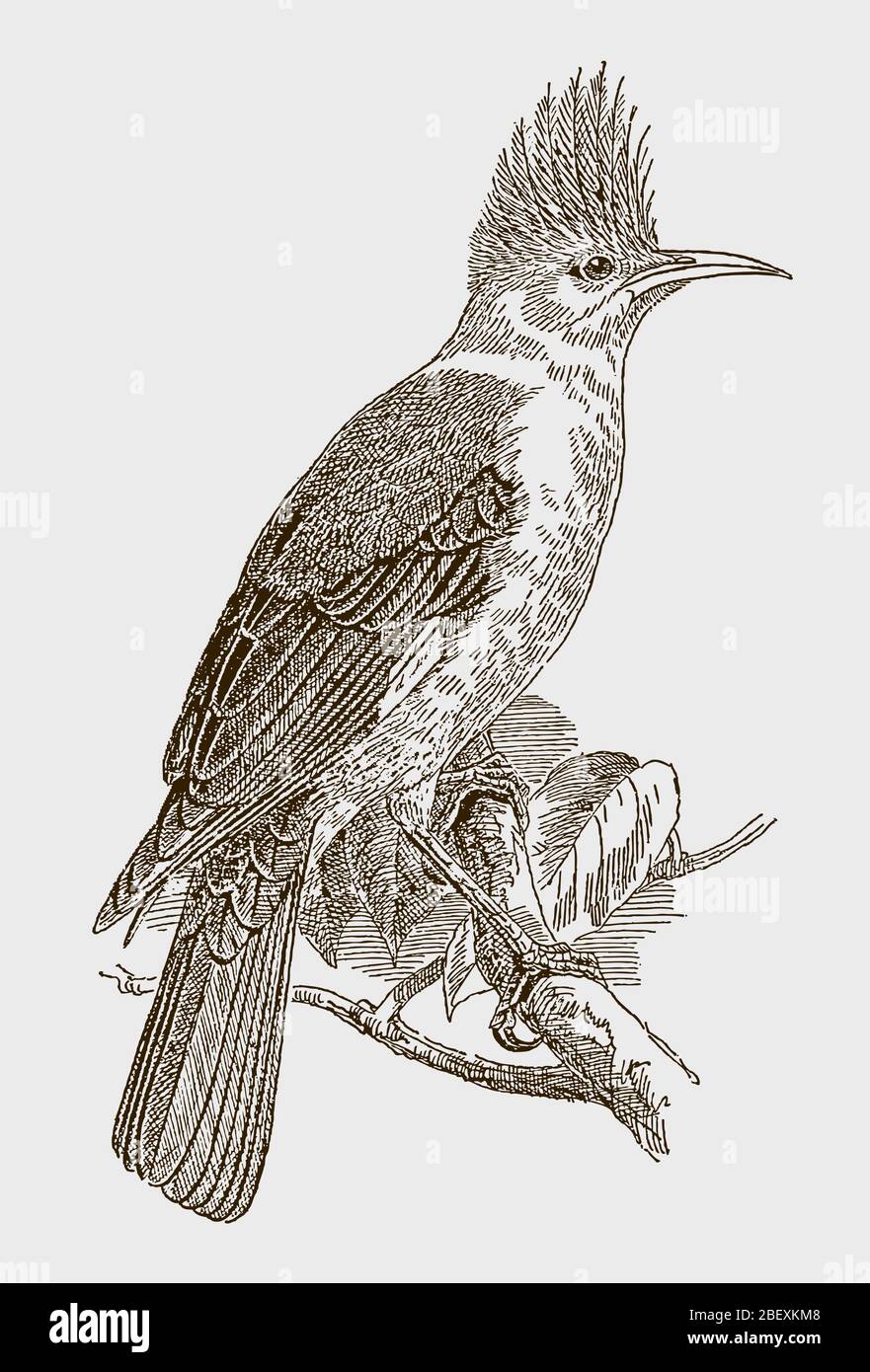 Hoopoe starling, fregilupus varius, an extinct bird from the mascarene islands in the indian ocean. Illustration after an engraving from the 19th cent Stock Vector