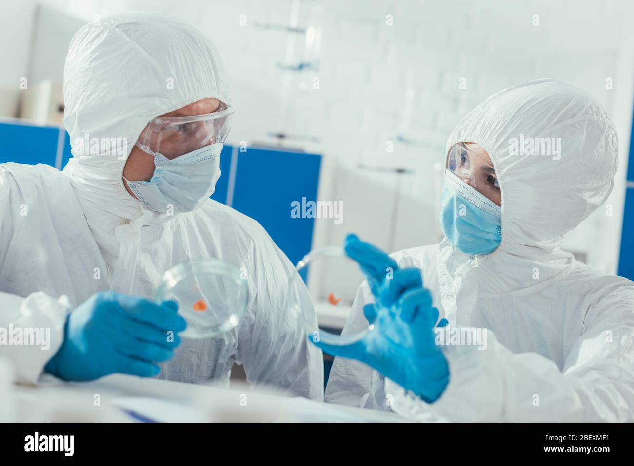 two biochemists holding petri dishes with biomaterial in laboratory ...