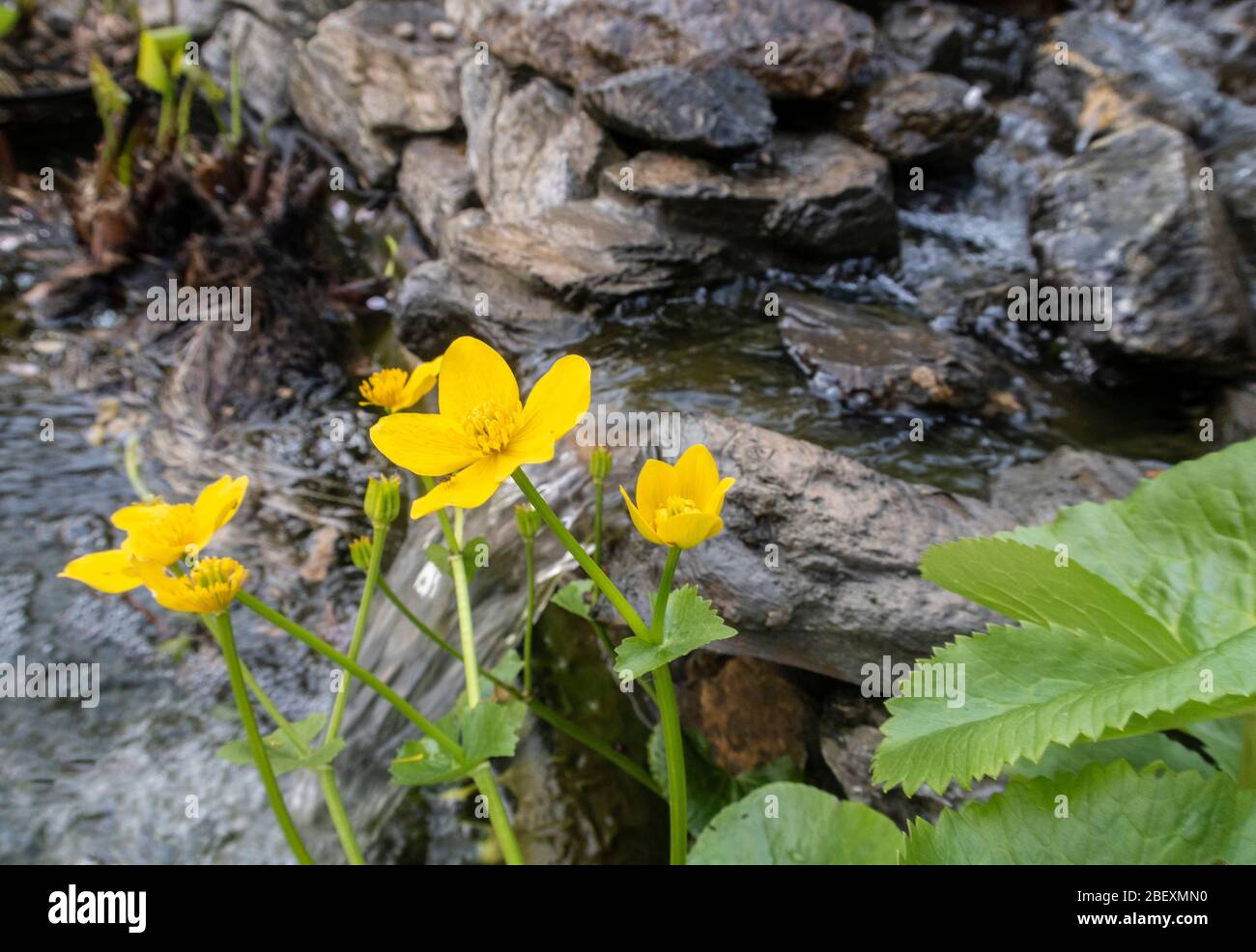 Caltha palustris, known as marsh-marigold and kingcup, growing beside a waterfall in a garden pond in Devon, England, UK Stock Photo