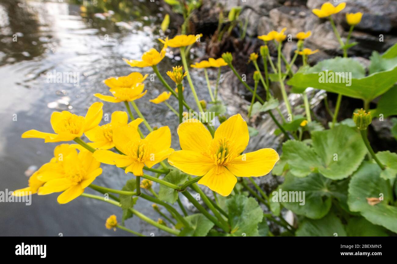 Caltha palustris, known as marsh-marigold and kingcup, growing beside a waterfall in a garden pond in Devon, England, UK Stock Photo