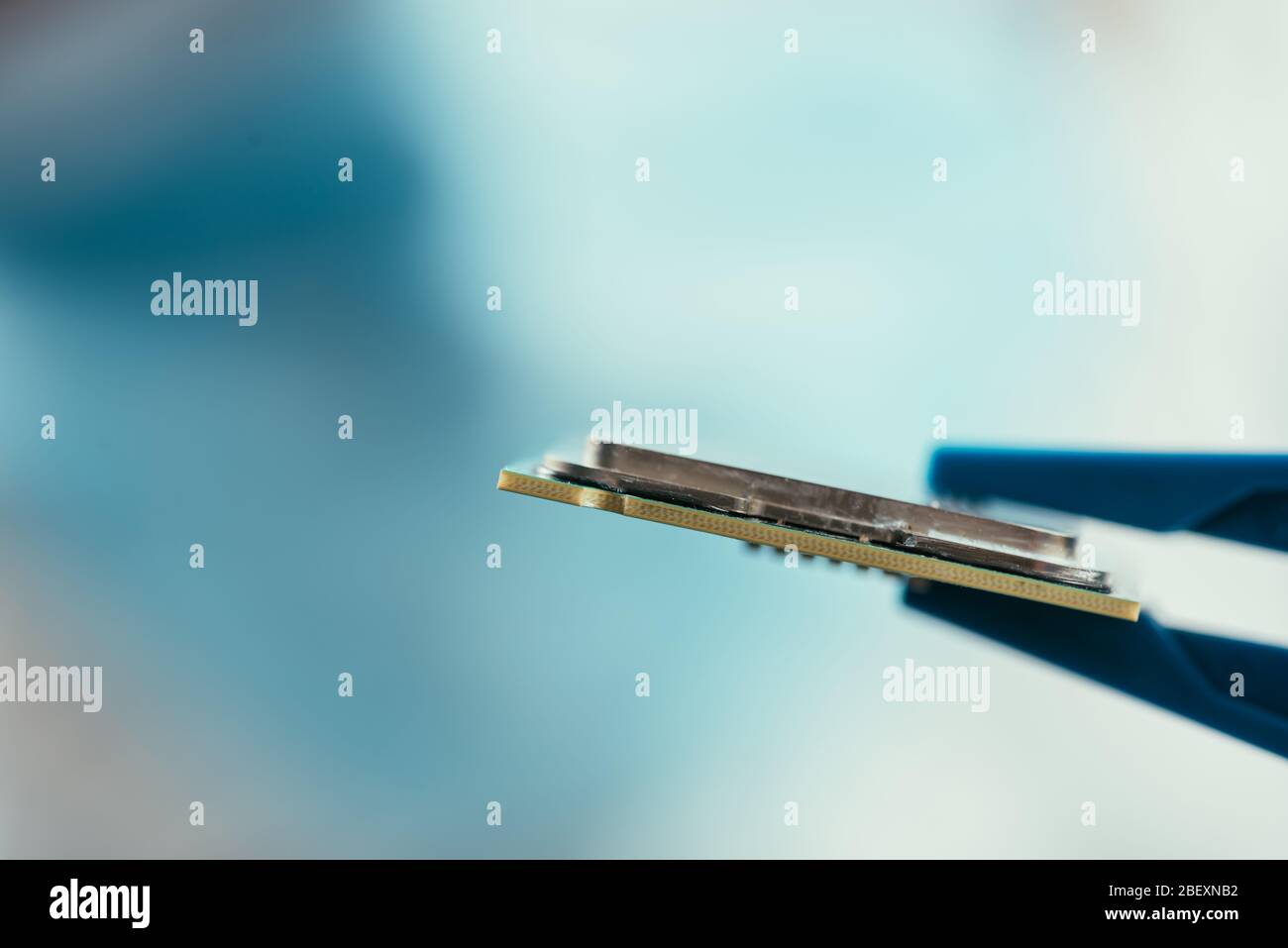 selective focus of tweezers with computer microchip Stock Photo