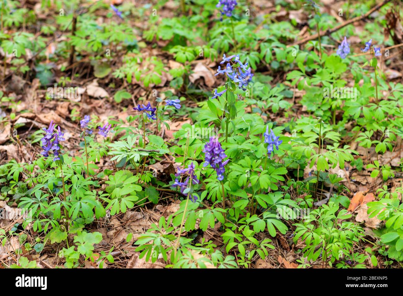 First spring wild flowers at pine forest Stock Photo - Alamy