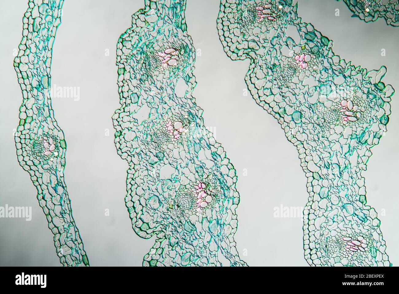 Lily stem cross section hi-res stock photography and images - Alamy