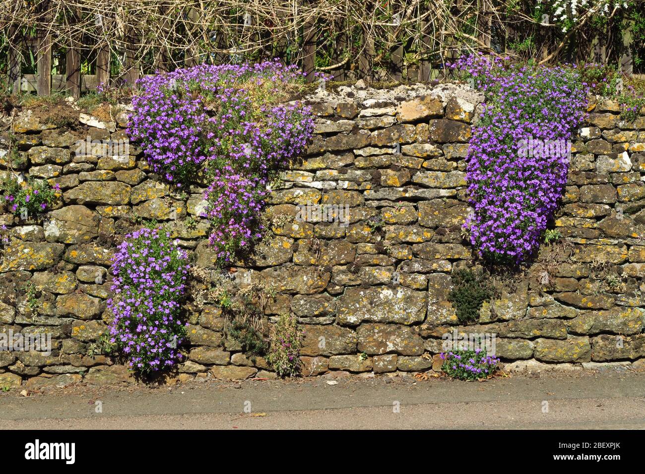 Aubretia in flower growing on the wall of a house in the north Oxfordshire village of Hook Norton Stock Photo